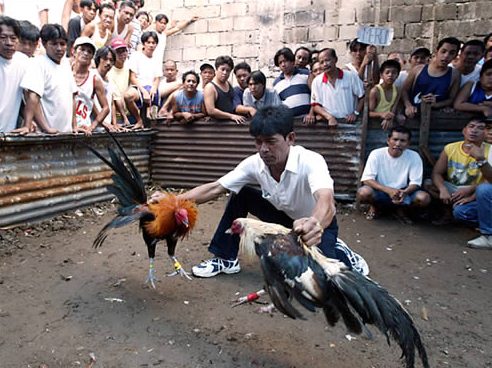 Pumili ng mga Manok na may Malinis na Balahibo